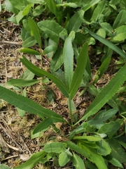 Falcaria vulgaris
