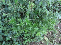 Asparagus falcatus