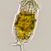 Cephalodella auriculata - Photo (c) Vicente Franch Meneu, algunos derechos reservados (CC BY-NC), subido por Vicente Franch Meneu