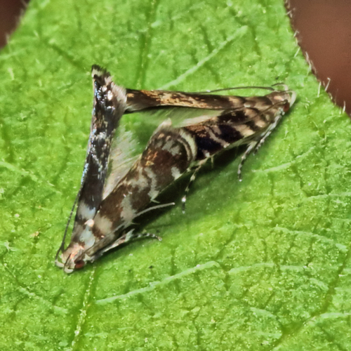 Holophysis emblemella photo 2