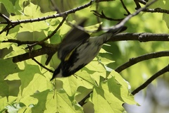Setophaga coronata