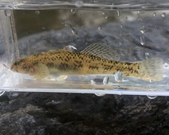 Etheostoma podostemone