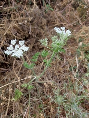 Daucus muricatus