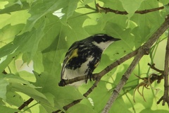 Setophaga coronata