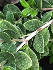 Eurytetranychus buxi