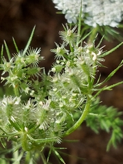 Daucus muricatus