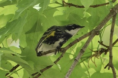 Setophaga coronata