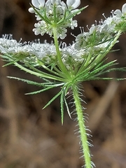 Daucus muricatus