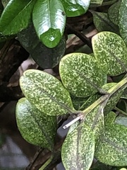 Eurytetranychus buxi