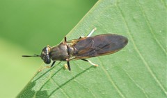 Hermetia lativentris