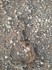 Sistrurus tergeminus