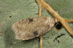 Agonopterix propinquella