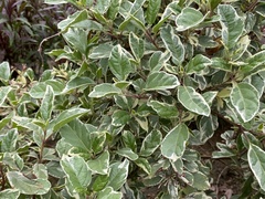 Magnoliopsida