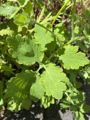 Chelidonium majus