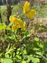 Chelidonium majus