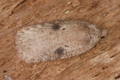 Agonopterix propinquella