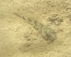Cottus cognatus