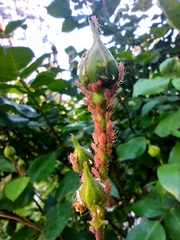Macrosiphum rosae