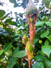 Macrosiphum rosae