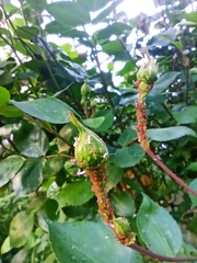 Macrosiphum rosae