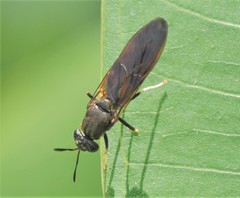 Hermetia lativentris