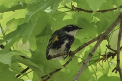 Setophaga coronata