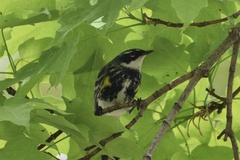 Setophaga coronata