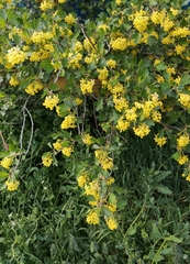Ribes aureum