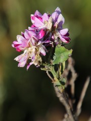 Indigofera cytisoides