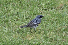 Setophaga coronata