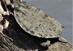 Graptemys pseudogeographica