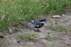 Setophaga coronata