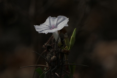 Ipomoea sagittifolia