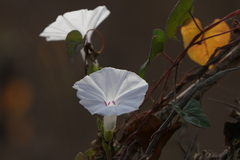 Ipomoea sagittifolia