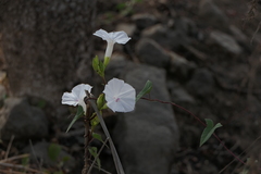 Ipomoea sagittifolia