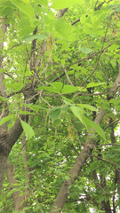 Acer negundo