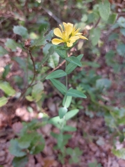 Hypericum perfoliatum