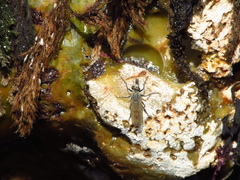 Graptostylus dolosus