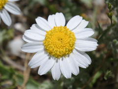Anthemis chia