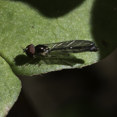 Baccha cognata