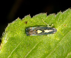 Diedrocephala euthemis