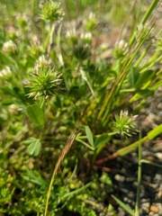 Trifolium leucanthum