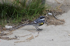 Setophaga coronata