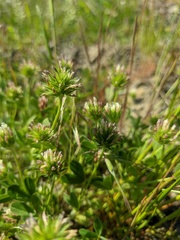 Trifolium leucanthum
