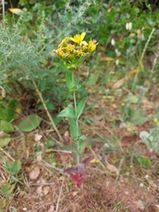 Hypericum perfoliatum