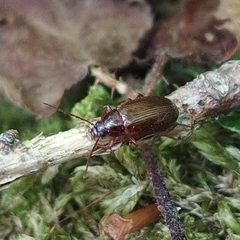Gonodera luperus