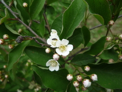 Cotoneaster multiflorus