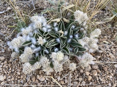 Gomphrena caespitosa