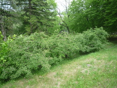 Cotoneaster multiflorus