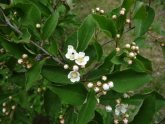 Cotoneaster multiflorus